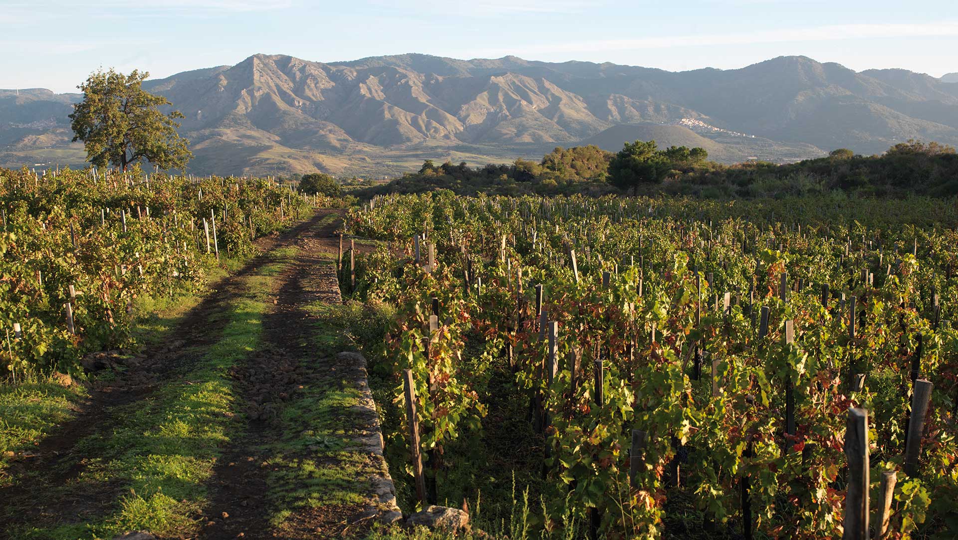 Palmento Costanzo - Etna
