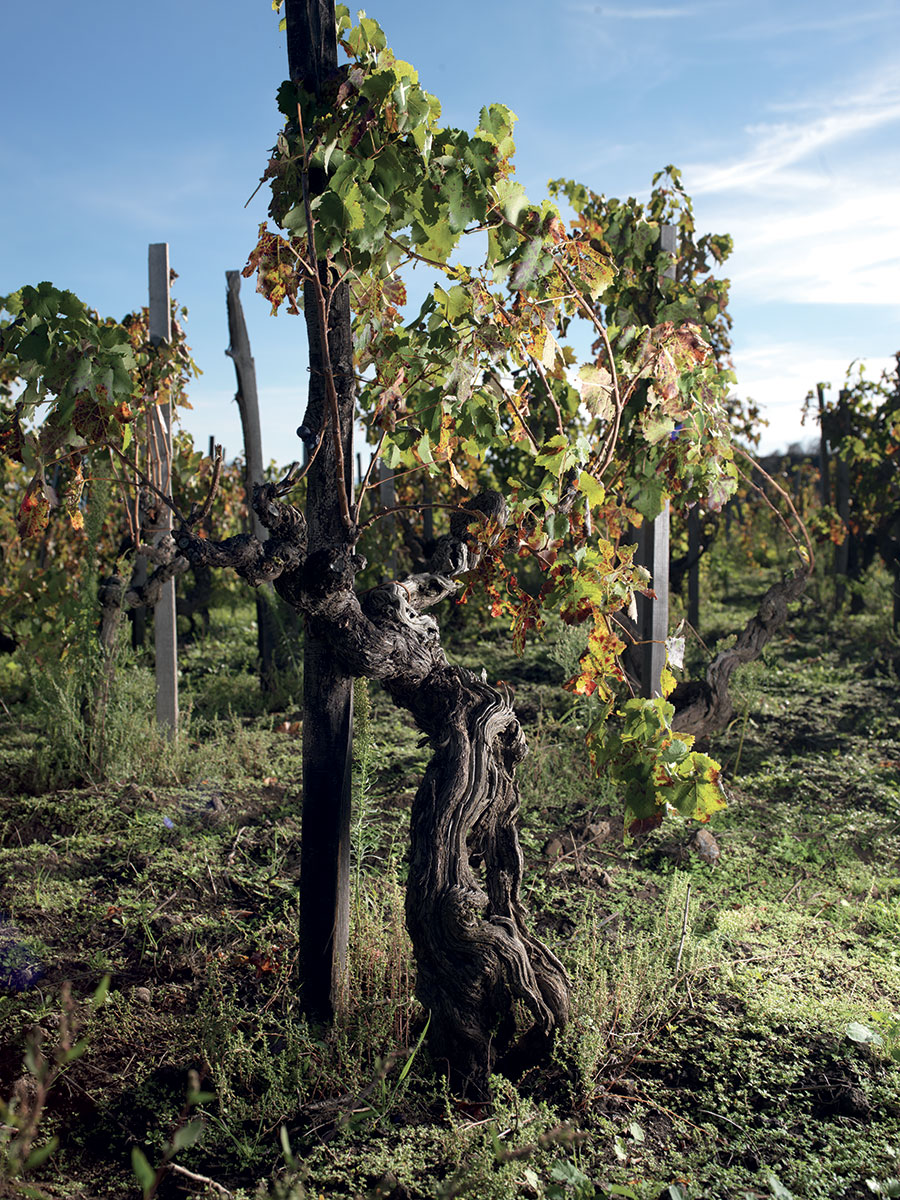 Palmento Costanzo - Etna