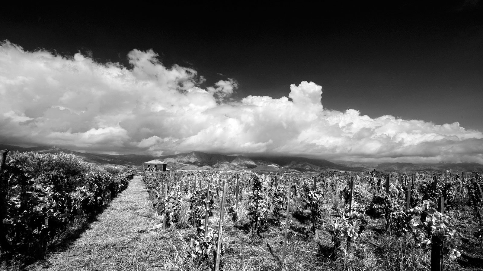 Palmento Costanzo - Etna