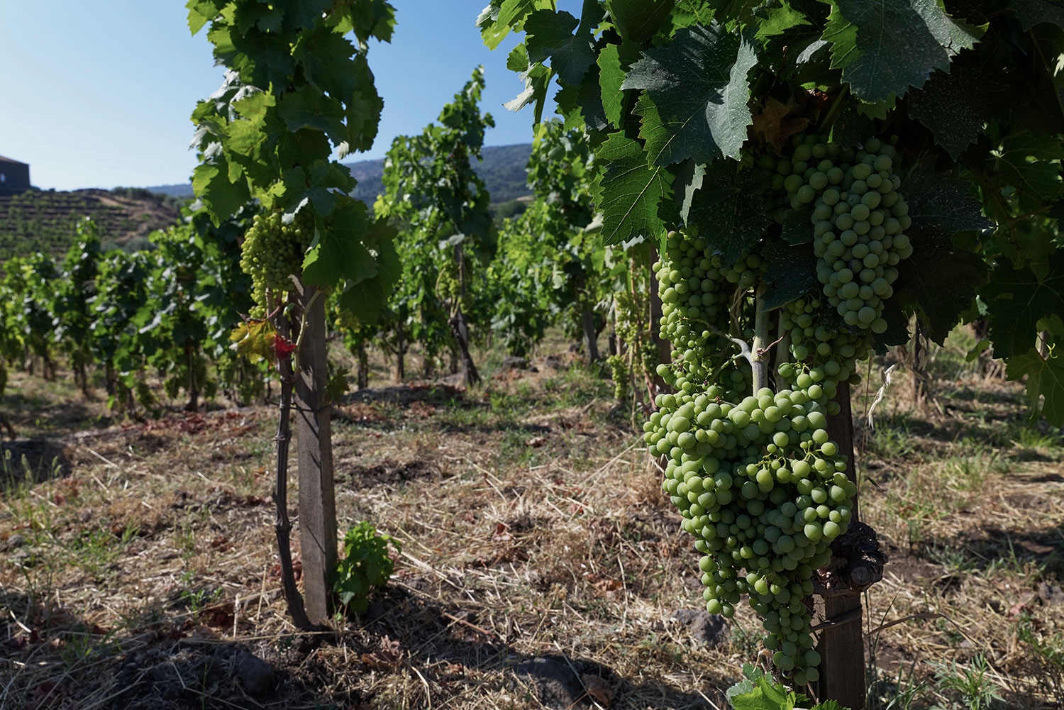 Palmento Costanzo - Etna